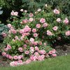 Morden Centennial Rose #2 - Image 2